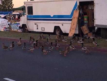 ducks_at_swap.JPG